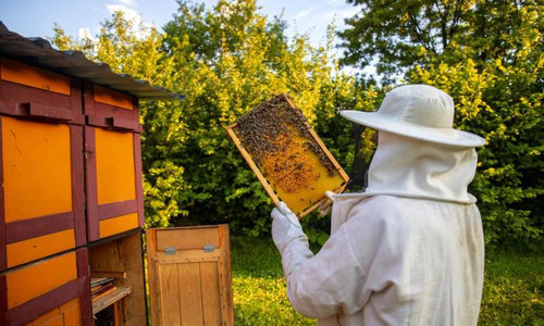 Beekeeping: An Additional Source of Income for Farmers