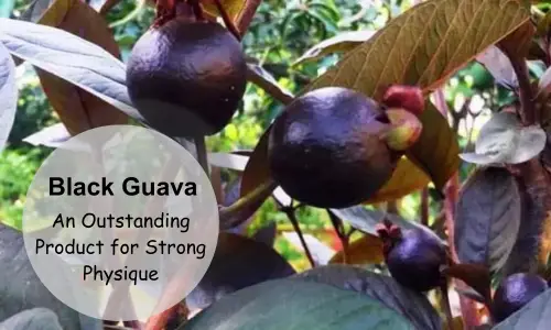 Black Guava: An Outstanding Product for Strong Physique