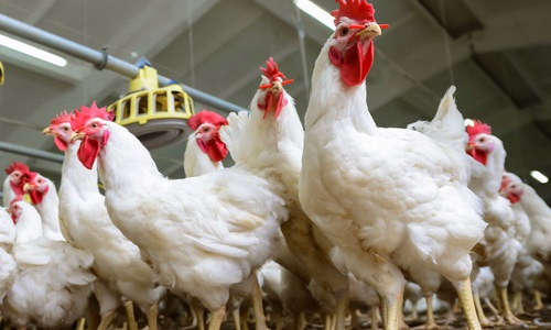 Common Mistakes Everyone Makes in Poultry Farming