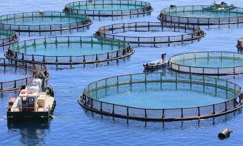 The Contribution of Advanced Technology in Aquaculture Production