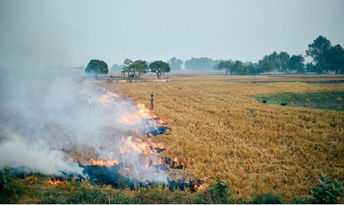 Crop Residue Burning: Problems and Remedies 