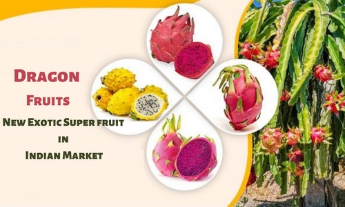 Dragon Fruit – A New Exotic Super Fruit in Indian Market