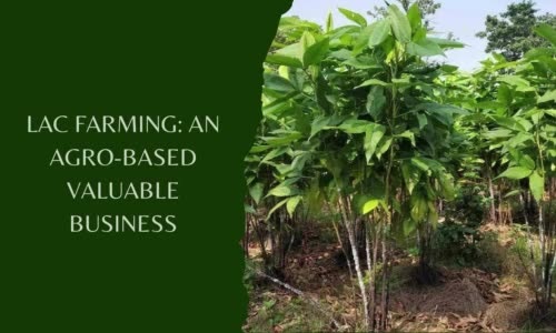 Lac Farming: An Agro-based valuable Business