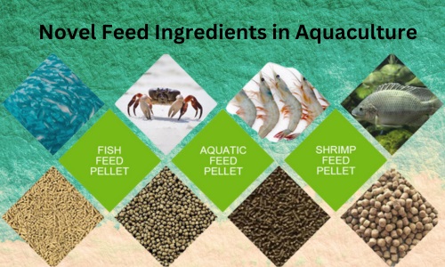 Novel Feed Ingredients in Aquaculture