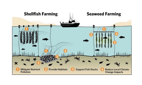 Restorative Aquaculture: A Solution for Lessened the Global Warming
