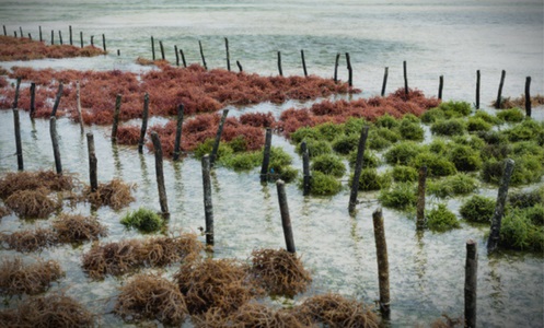 Seaweed Farming: A Future Ocean Farming