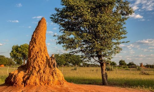 Termites as Ecosystem Engineers