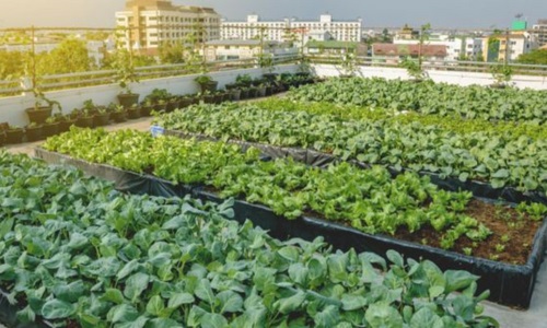Urban Farming Techniques and Its Benefits